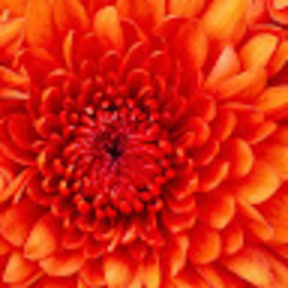 Meet your Posher, Wilson - Picture 1 of 1